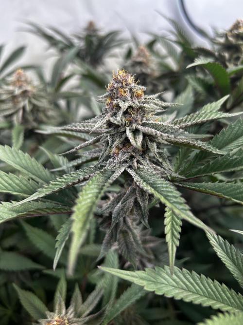 Super Buff Cherry #26 - no-till. Week 10