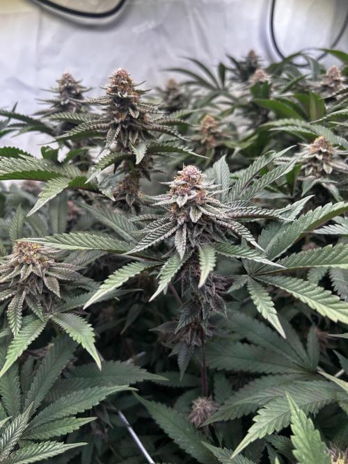 Super Buff Cherry #26 - no-till. Week 10