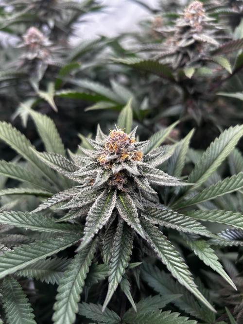 Super Buff Cherry #26 - no-till. Week 10