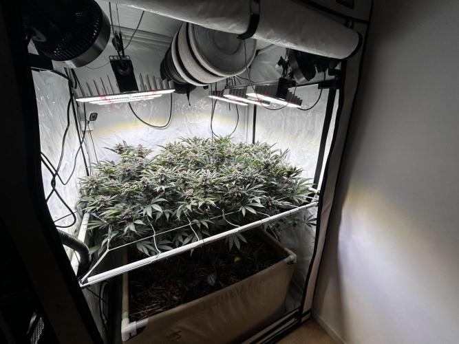 Super Buff Cherry #26 - no-till. Week 10