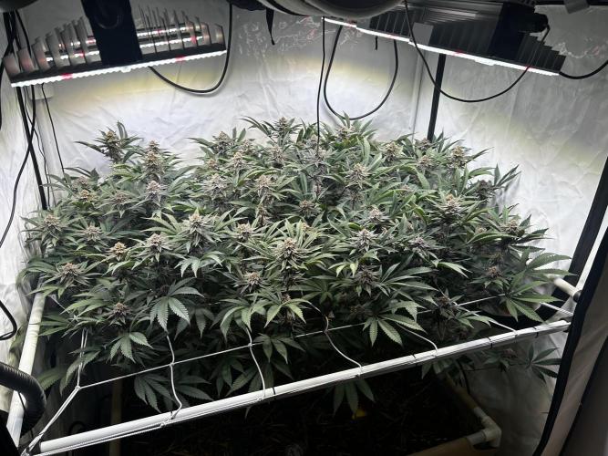 Super Buff Cherry #26 - no-till. Week 10