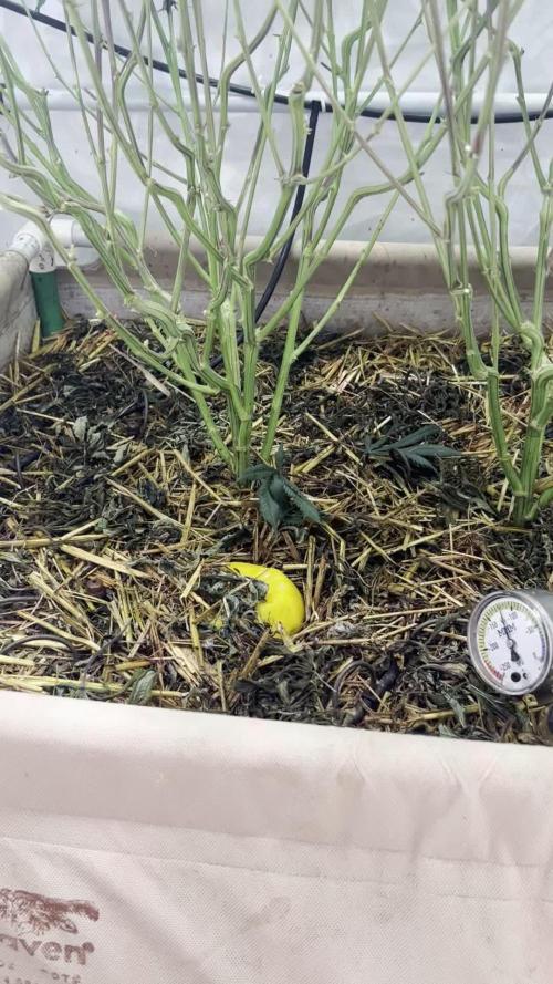 Super Buff Cherry #26 - no-till