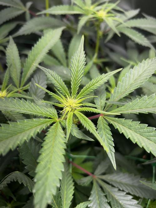 Bananaconda #4. Week 7