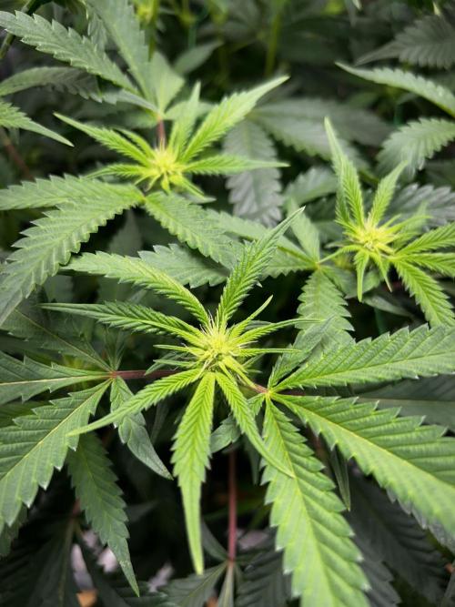 Bananaconda #4. Week 7