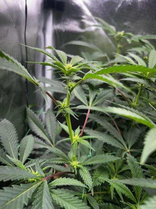 Bananaconda #4. Week 7