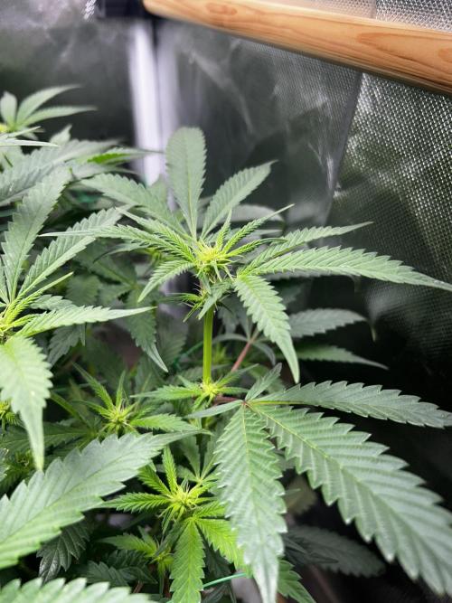 Bananaconda #4. Week 7