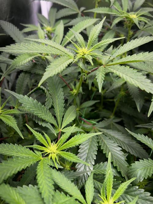 Bananaconda #4. Week 7