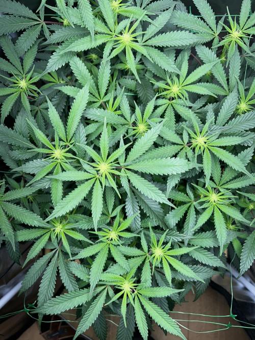 Bananaconda #4. Week 7