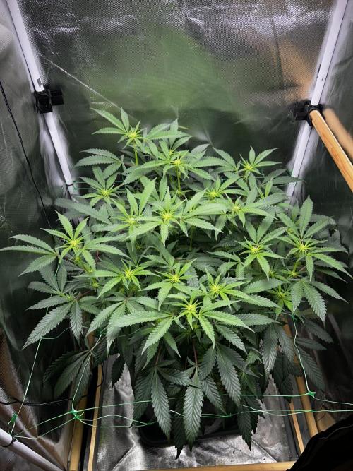 Bananaconda #4. Week 7