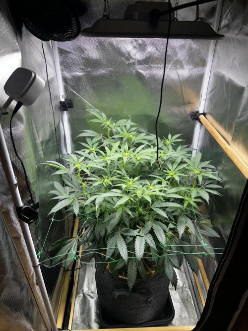 Bananaconda #4. Week 7