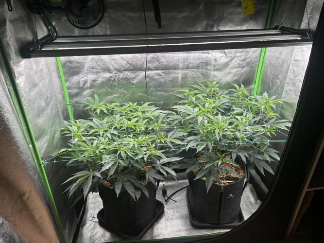 Pina Colada. Week 5