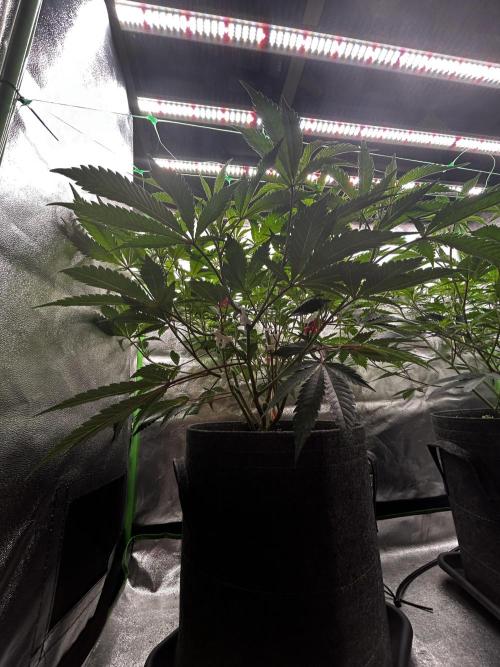 Permanent Chimera #35. Week 5