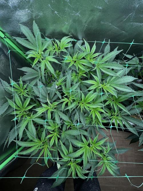 Permanent Chimera #35. Week 5