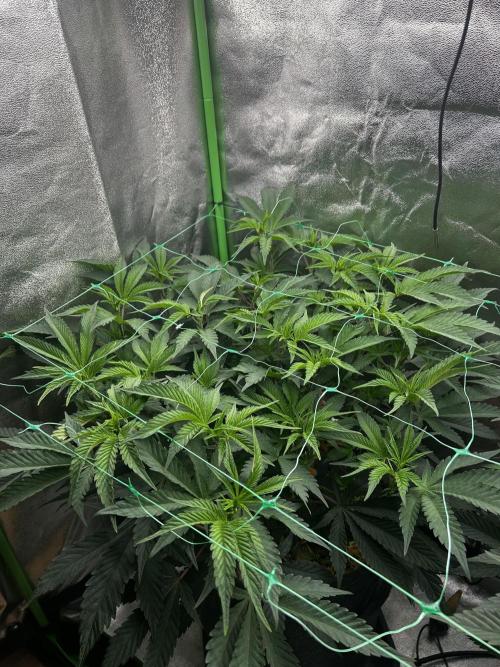 Permanent Chimera #35. Week 5