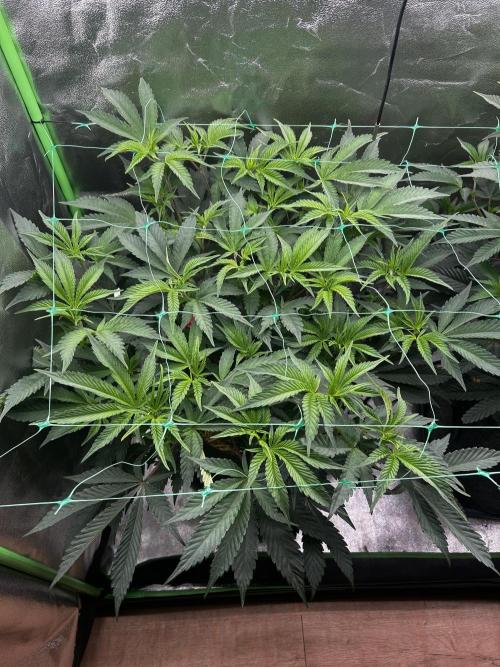 Permanent Chimera #35. Week 5