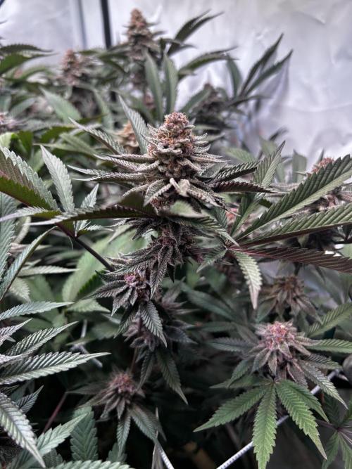 Super Buff Cherry #26 - no-till. Week 11