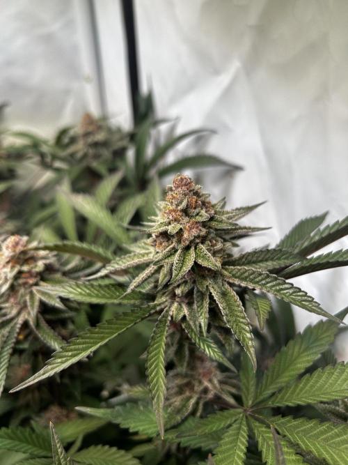 Super Buff Cherry #26 - no-till. Week 11