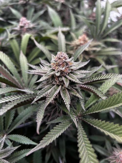 Super Buff Cherry #26 - no-till. Week 11