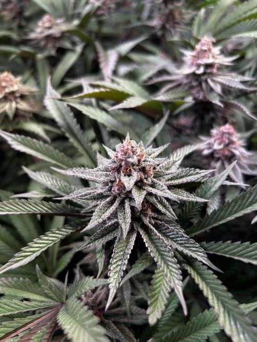 Super Buff Cherry #26 - no-till. Week 11