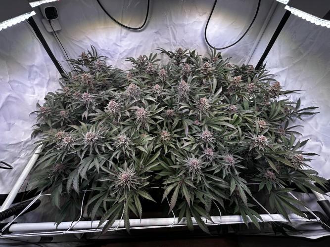 Super Buff Cherry #26 - no-till. Week 11