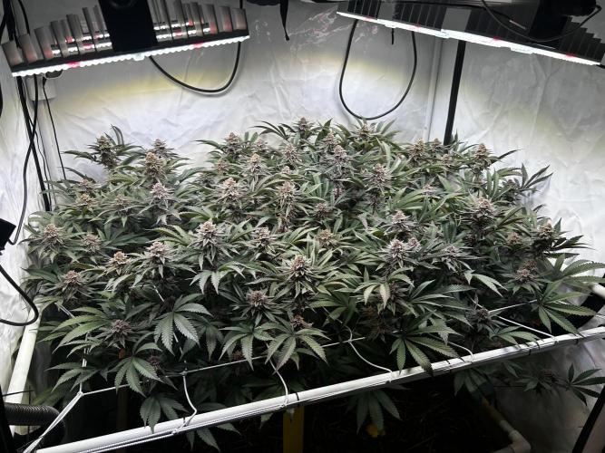 Super Buff Cherry #26 - no-till. Week 11