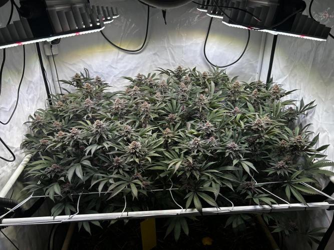 Super Buff Cherry #26 - no-till. Week 11