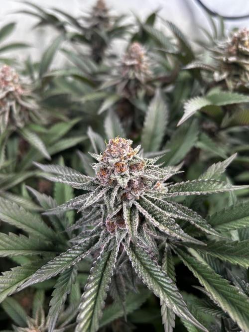 Super Buff Cherry #26 - no-till. Week 11