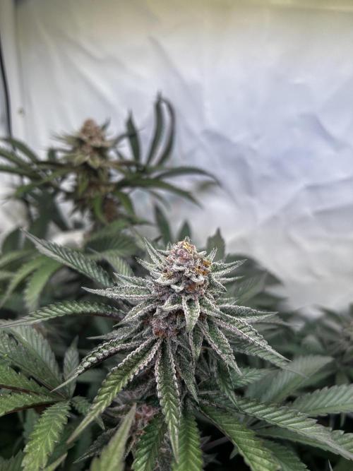 Super Buff Cherry #26 - no-till. Week 11