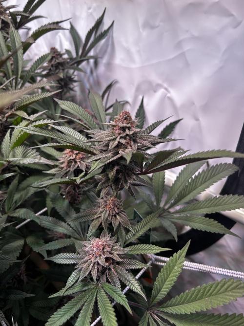 Super Buff Cherry #26 - no-till. Week 11