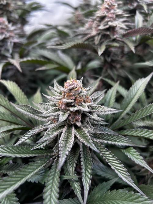 Super Buff Cherry #26 - no-till. Week 11