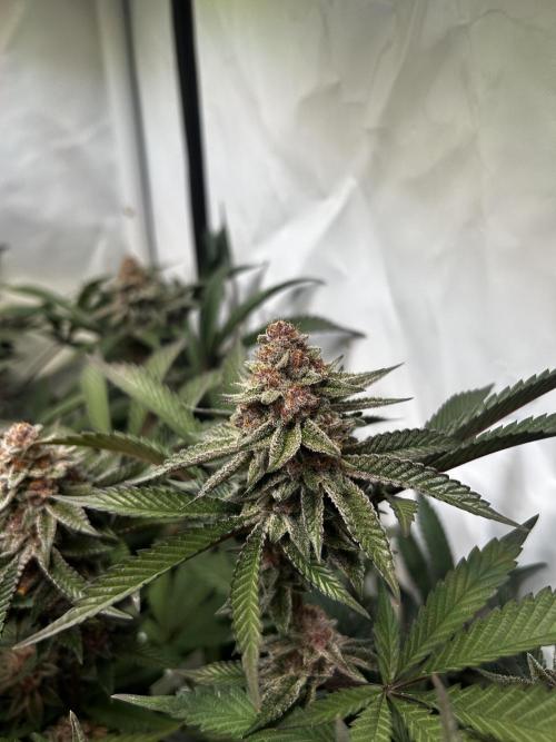 Super Buff Cherry #26 - no-till. Week 11