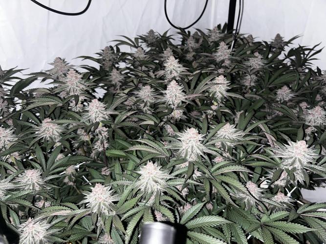 Super Buff Cherry #26 - no-till. Week 11