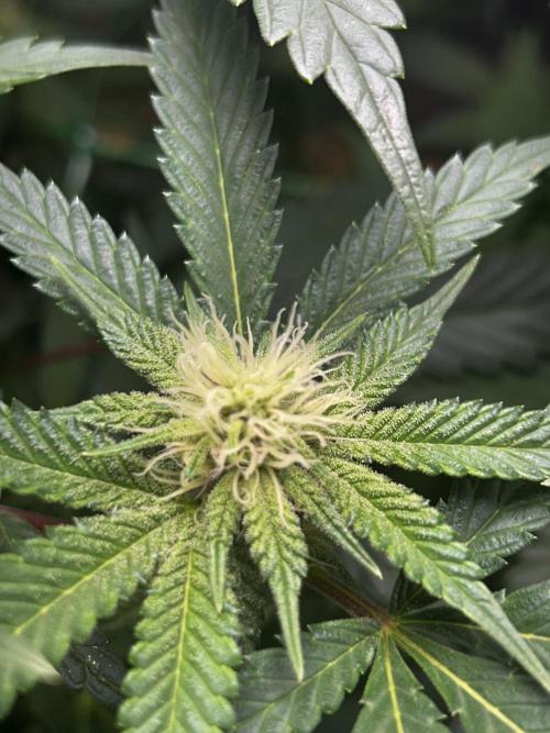 Bananaconda #4. Week 8