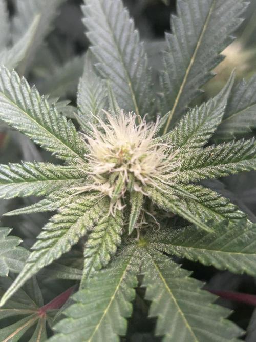 Bananaconda #4. Week 8