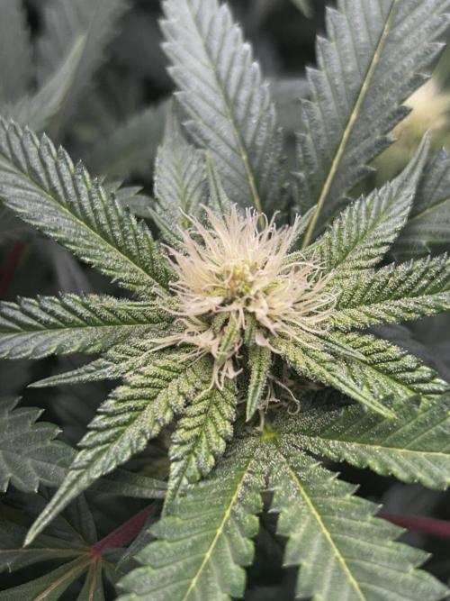 Bananaconda #4. Week 8