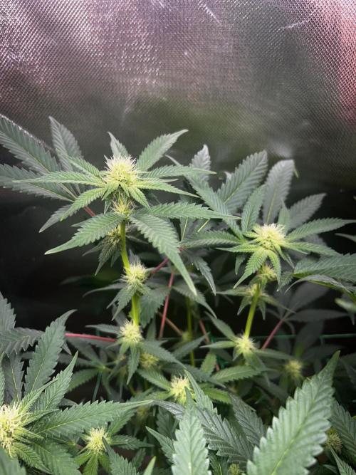 Bananaconda #4. Week 8