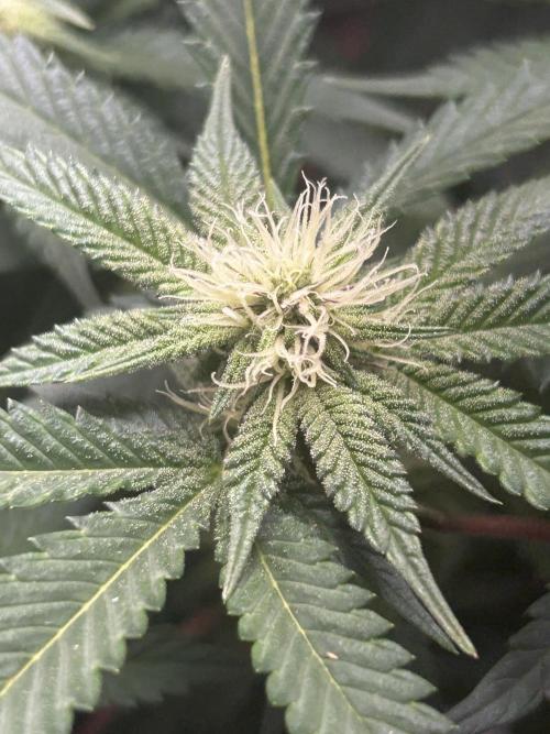 Bananaconda #4. Week 8