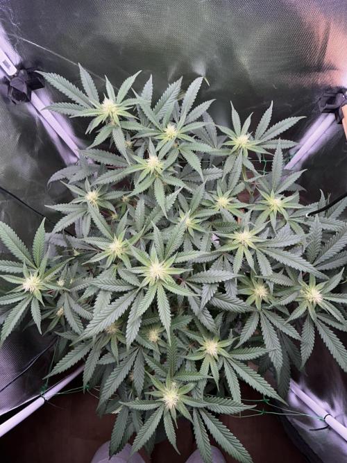 Bananaconda #4. Week 8