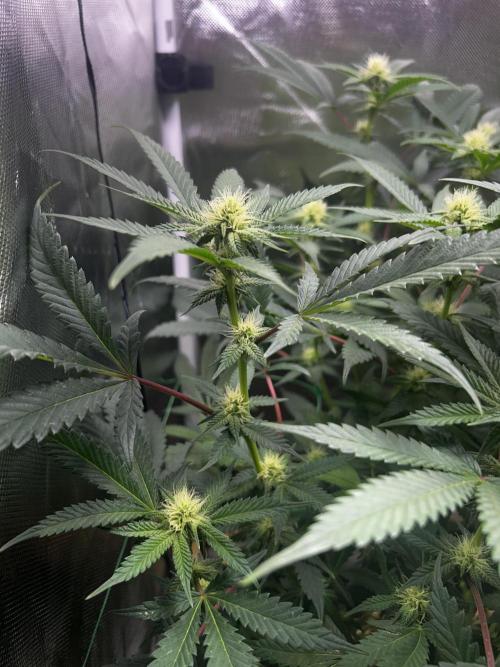 Bananaconda #4. Week 8