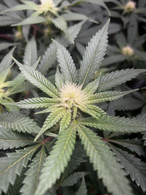 Bananaconda #4. Week 8