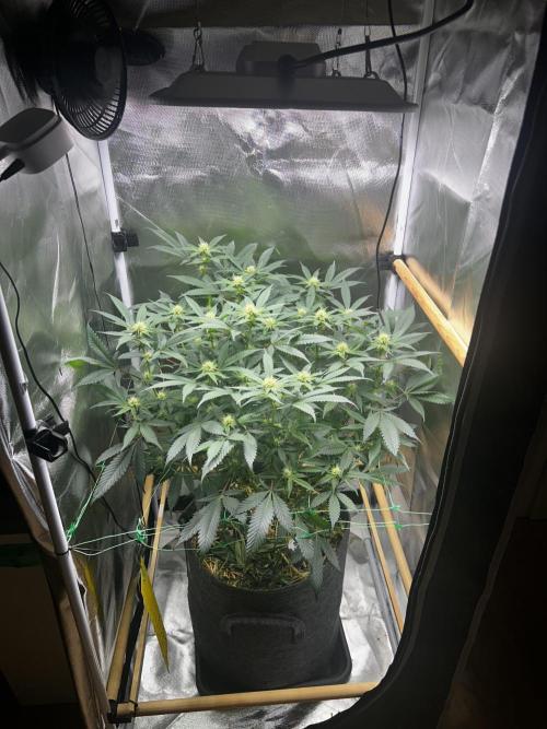 Bananaconda #4. Week 8