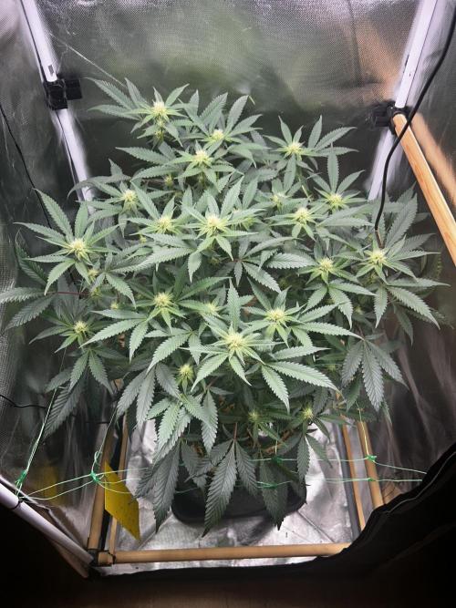Bananaconda #4. Week 8