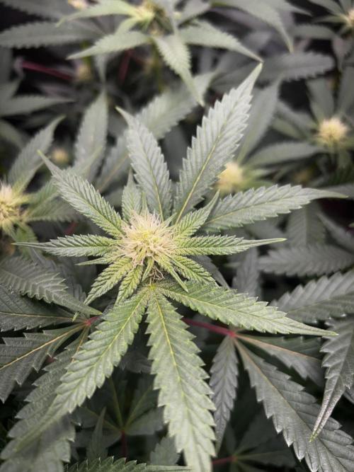 Bananaconda #4. Week 8