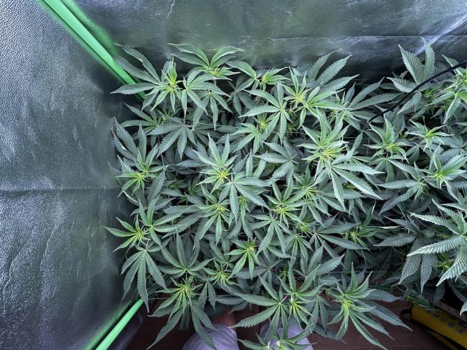 Permanent Chimera #35. Week 6