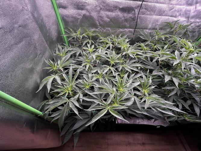 Permanent Chimera #35. Week 6