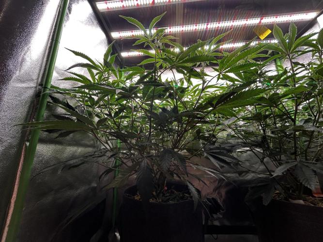 Permanent Chimera #35. Week 6