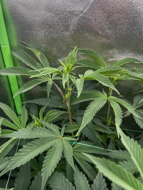 Permanent Chimera #35. Week 6