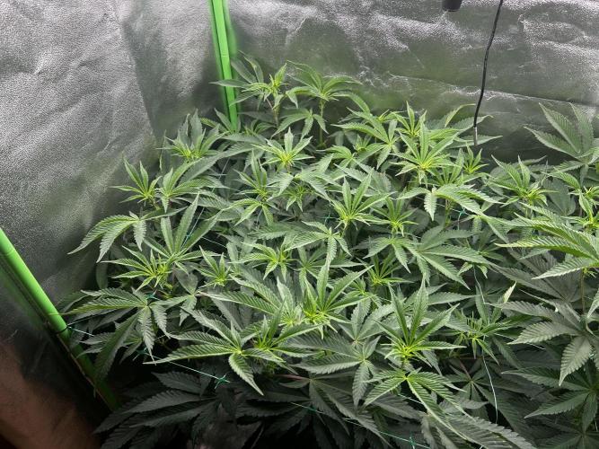 Permanent Chimera #35. Week 6