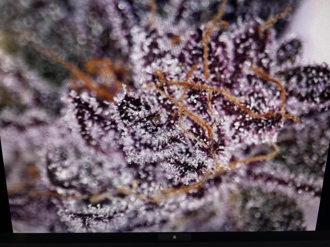 Super Buff Cherry #26 - no-till. Week 12