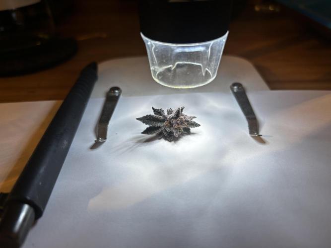 Super Buff Cherry #26 - no-till. Week 12